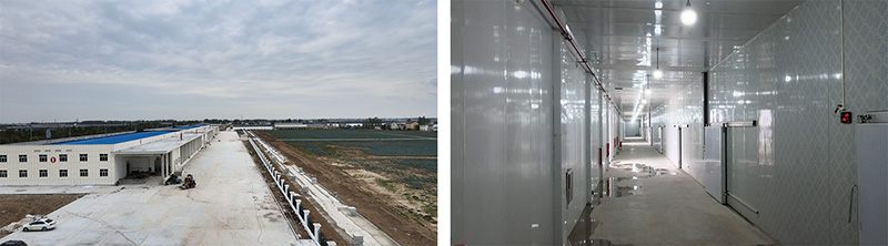 1758339802859443.jpg 西蓝花.jpg